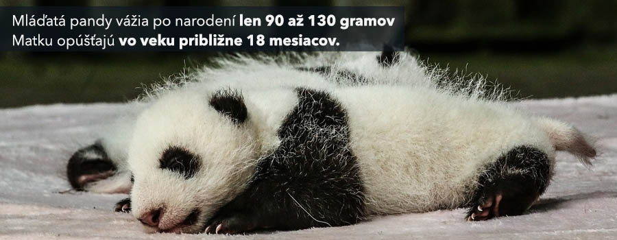 Mláďa pandy ležiace na stole, vážiace len 130 gramov po narodení